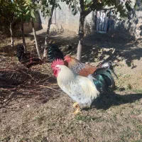 ۵عدد خروس|حیوانات مزرعه|قلقل رود, |دیوار