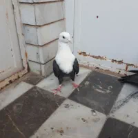 کربلایی سیاه|پرنده|گنبد کاووس, |دیوار