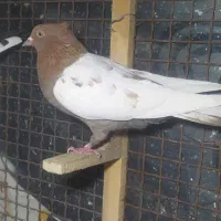 کفتر بهبهونی|پرنده|شیراز, گویم|دیوار