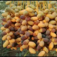 فروش رطب عسلی وخرما کبکاب زاهدی