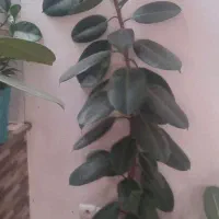 گل وگیاه خوش روشت