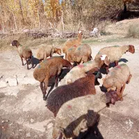 گوسفند داشتی