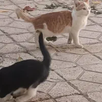 بدلیل مسافرت واگذار میشوند.|گربه|تبریز, |دیوار