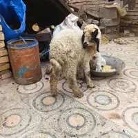 بره.میش.بیگ.بز|حیوانات مزرعه|دزفول, |دیوار