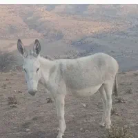 الاغ باری نشده یکساله درشت هیکل