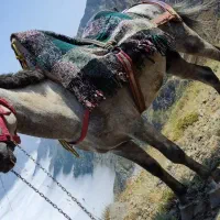 فروش اسب|اسب و تجهیزات اسب‌سواری|تنکابن, |دیوار