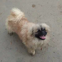 سگ نر و ماده
