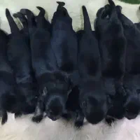 توله ژرمن واگذاری