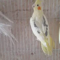 عروس هلندی  تک