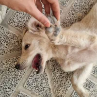 واگذاری توله گلدن رتریور / لابرادور رتریور|سگ|اصفهان, احمدآباد|دیوار