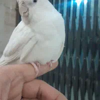 طوطی عروس آلبینو خالص