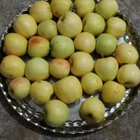 درخت سیب جهت فروش میوه
