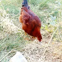 خروس جوان