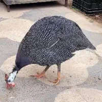 مرغ شاخدار خانگی بالغ 6 ماه|حیوانات مزرعه|شیراز, دشت چنار|دیوار