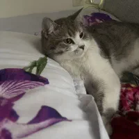 واگذاری گربه