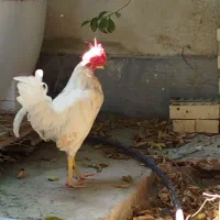 خروس ۸ ماهه