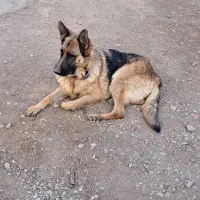 واگذاری ژرمن ماده