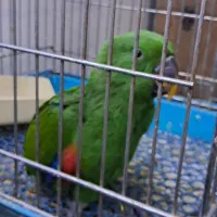 طوطی اکلکتوس نر و ماده|پرنده|تهران, مجیدآباد|دیوار