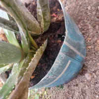 گل الورا|گل و گیاه طبیعی|شیروان (خراسان), |دیوار