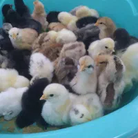 جوجه محلی|حیوانات مزرعه|رشت, یخسازی|دیوار