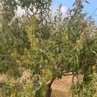 باغ-گوجان