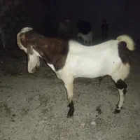 نر بز پاکستانی اصله اصل وجوان