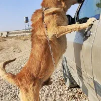 سگ نگهبان نر