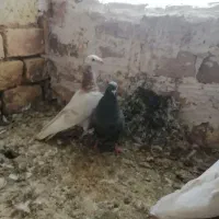 سار|پرنده|بجنورد, |دیوار