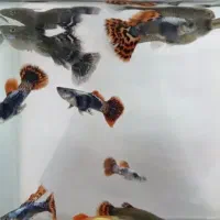 ماهی گوپی بیگ ایر|ماهی|اصفهان, ارزنان|دیوار