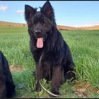 سگ ژرمن بلک شولاین|سگ|سلامی, |دیوار