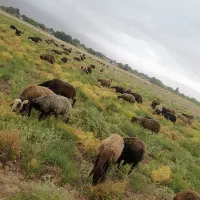 ۶۶راس گوسفند افشاری درشت آبستن