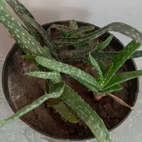 عتیقه وزیبا