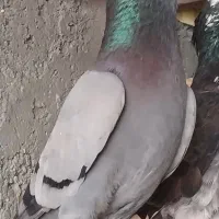 کبوتر سبز نر