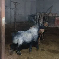 قوچ و میش|حیوانات مزرعه|چغادک, |دیوار