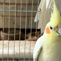 یک جفت عروس همراه قفس و وسایل|پرنده|قم, حنیف نژاد|دیوار