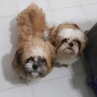 شیتزو سوپر فلت جفت نر و ماده