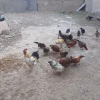 فروش مرغ وخروس قرچک باقرآباد قشلاق دوم