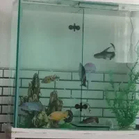 آکواریوم زیبا