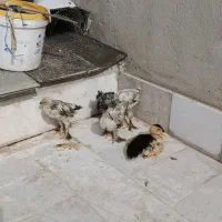 اردک ۲ ماهه معاوظه با جوجه