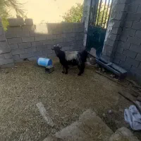 بز خوب|حیوانات مزرعه|رامهرمز, |دیوار