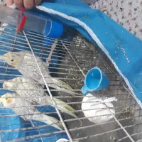 طوطی عروس هلندی|پرنده|رشت, جانبازان|دیوار