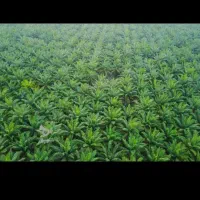 کارگر کشاورزی و باغبانی افغان