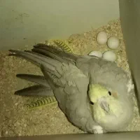 جفت عروس هلندی به شرط|پرنده|مشهد, عبادی|دیوار