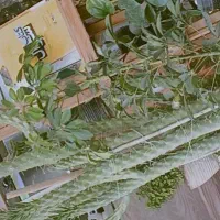 جویای کار هستم خانم