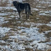 سگ سرابی ۱ساله