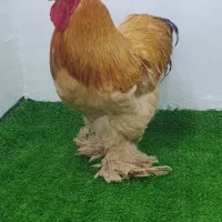 مرغ و خروس برهما امپراطور اورجینال
