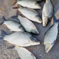 انواع گرمابی ماهی کهندا