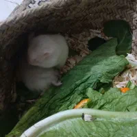 همستر|موش و خرگوش|قلعه قاضی, |دیوار