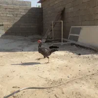 ۸ عدد جوجه یک خروس دو تا مرغ|حیوانات مزرعه|شبانکاره, |دیوار