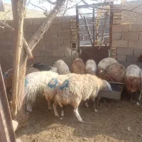 فروش ده راس گوسفند سر مایه(پستان)